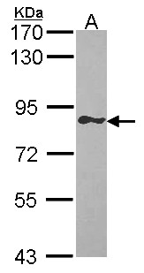 GIMAP8 Antibody - Sample (30 ug of whole cell lysate). A: Raji. 7.5% SDS PAGE. GIMAP8 antibody. GIMAP8 antibody diluted at 1:1000.