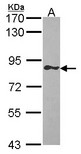 GIMAP8 Antibody - Sample (30 ug of whole cell lysate). A: Raji. 7.5% SDS PAGE. GIMAP8 antibody. GIMAP8 antibody diluted at 1:1000.