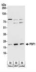 GINS1 / PSF1 Antibody - Detection of Human PSF1 by Western Blot. Samples: Whole cell lysate (50 ug) from HeLa, 293T, and Jurkat cells. Antibodies: Affinity purified rabbit anti-PSF1 antibody used for WB at 0.4 ug/ml. Detection: Chemiluminescence with an exposure time of 30 seconds.