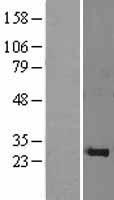 GINS1 / PSF1 Protein - Western validation with an anti-DDK antibody * L: Control HEK293 lysate R: Over-expression lysate