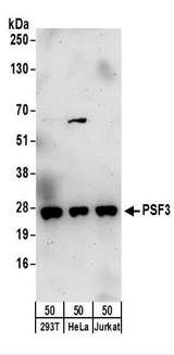 GINS3 Antibody - Detection of Human PSF3 by Western Blot. Samples: Whole cell lysate (50 ug) from 293T, HeLa, and Jurkat cells. Antibodies: Affinity purified rabbit anti-PSF3 antibody used for WB at 0.1 ug/ml. Detection: Chemiluminescence with an exposure time of 3 minutes.