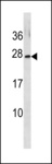 GINS3 Antibody - GINS3 Antibody western blot of MCF-7 cell line lysates (35 ug/lane). The GINS3 antibody detected the GINS3 protein (arrow).