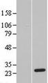 GINS3 Protein - Western validation with an anti-DDK antibody * L: Control HEK293 lysate R: Over-expression lysate