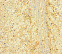 GINS4 / SLD5 Antibody - Immunohistochemistry of paraffin-embedded human adrenal gland tissue using GINS4 Antibody at dilution of 1:100