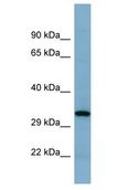 GINS4 / SLD5 Antibody - GINS4 / SLD5 antibody Western Blot of THP-1. Antibody dilution: 1 ug/ml.  This image was taken for the unconjugated form of this product. Other forms have not been tested.