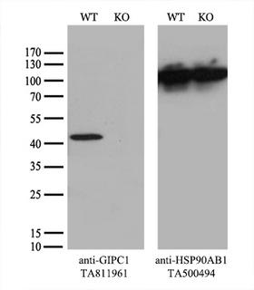 GIPC1 / GIPC Antibody - Equivalent amounts of cell lysates  and GIPC1-Knockout 293T cells  were separated by SDS-PAGE and immunoblotted with anti-GIPC1 monoclonal antibody. Then the blotted membrane was stripped and reprobed with anti-HSP90 antibody as a loading control.