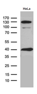 GIPC1 / GIPC Antibody - Western blot analysis of extracts. (35ug) from Hela cell line by using anti-GIPC1 monoclonal antibody. (1:500)