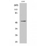 GIPR / GIP Receptor Antibody - Western blot of GIPR antibody