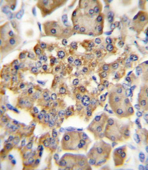 GIPR / GIP Receptor Antibody - GIPR Antibody immunohistochemistry of formalin-fixed and paraffin-embedded human pancreas tissue followed by peroxidase-conjugated secondary antibody and DAB staining.