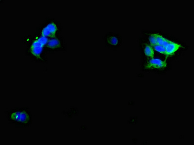 GIPR / GIP Receptor Antibody - Immunofluorescent analysis of 293 cells diluted at 1:100 and Alexa Fluor 488-congugated AffiniPure Goat Anti-Rabbit IgG(H+L)