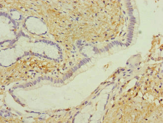 GIPR / GIP Receptor Antibody - Immunohistochemistry of paraffin-embedded human pancreatic tissue at dilution 1:100