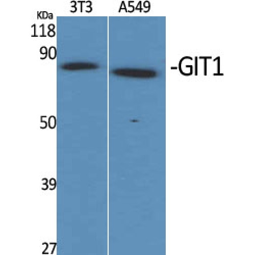 GIT1 Antibody - Western blot of GIT1 antibody