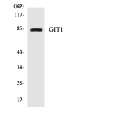 GIT1 Antibody - Western blot analysis of the lysates from 293 cells using GIT1 antibody.