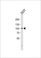 GIT2 Antibody - Western blot of lysate from 293T cell line with GIT2 Antibody. Antibody was diluted at 1:1000. A goat anti-rabbit IgG H&L (HRP) at 1:5000 dilution was used as the secondary antibody. Lysate at 35 ug.
