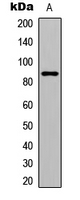 GIT2 Antibody - Western blot analysis of GIT2 expression in MCF7 (A) whole cell lysates.