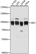 GIT2 Antibody - Western blot analysis of extracts of various cell lines, using GIT2 antibody at 1:1000 dilution. The secondary antibody used was an HRP Goat Anti-Rabbit IgG (H+L) at 1:10000 dilution. Lysates were loaded 25ug per lane and 3% nonfat dry milk in TBST was used for blocking. An ECL Kit was used for detection and the exposure time was 1s.