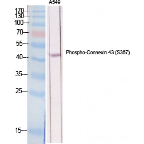 GJA1 / CX43 / Connexin 43 Antibody - Western blot of Phospho-Connexin 43 (S368) antibody