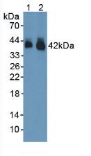 GJA1 / CX43 / Connexin 43 Antibody - Western Blot; Sample: Lane1: Rat Brain Tissue; Lane2: Mouse Brain Tissue.