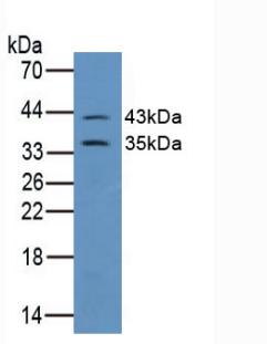 GJA1 / CX43 / Connexin 43 Antibody - Western Blot; Sample: Mouse Brain Tissue.