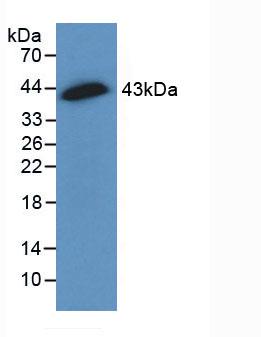 GJA1 / CX43 / Connexin 43 Antibody - Western Blot; Sample: Mouse Brain Tissue.