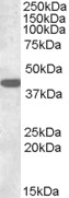 GJA1 / CX43 / Connexin 43 Antibody - Antibody (0.3 ug/ml) staining of Rat Brain lysate (35 ug protein in RIPA buffer). Primary incubation was 1 hour. Detected by chemiluminescence.
