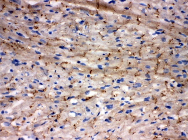 GJA1 / CX43 / Connexin 43 Antibody - Connexin 43/GJA1 antibody IHC-frozen: Rat Cardiac Muscle Tissue.