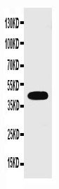 GJA1 / CX43 / Connexin 43 Antibody - Connexin 43/GJA1 antibody Western blot. WB: Rat Heart Tissue Lysate.