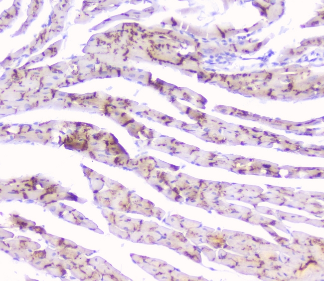 GJA1 / CX43 / Connexin 43 Antibody - IHC analysis of Connexin 43/GJA1 using anti-Connexin 43/GJA1 antibody. Connexin 43/GJA1 was detected in paraffin-embedded section of mouse cardiac muscle tissues. Heat mediated antigen retrieval was performed in citrate buffer (pH6, epitope retrieval solution) for 20 mins. The tissue section was blocked with 10% goat serum. The tissue section was then incubated with 1µg/ml rabbit anti-Connexin 43/GJA1 Antibody overnight at 4°C. Biotinylated goat anti-rabbit IgG was used as secondary antibody and incubated for 30 minutes at 37°C. The tissue section was developed using Strepavidin-Biotin-Complex (SABC) with DAB as the chromogen.