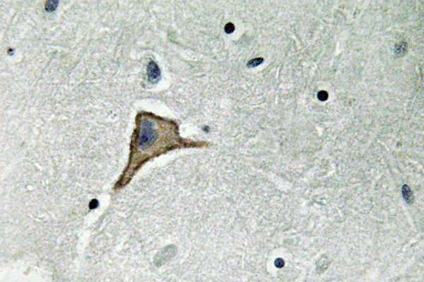 GJA1 / CX43 / Connexin 43 Antibody - IHC of Connexin 43 (R361) pAb in paraffin-embedded human brain tissue.