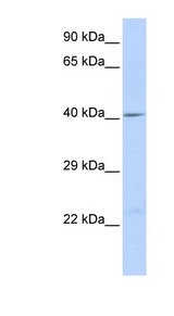 GJA1 / CX43 / Connexin 43 Antibody - GJA1 / Connexin 43 antibody Western blot of Fetal Liver lysate. This image was taken for the unconjugated form of this product. Other forms have not been tested.