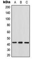 GJA1 / CX43 / Connexin 43 Antibody - Western blot analysis of Connexin 43 expression in HeLa (A); mouse heart (B); rat heart (C) whole cell lysates.