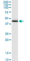 GJA1 / CX43 / Connexin 43 Antibody - GJA1 monoclonal antibody (M01), clone 3E5. Western Blot analysis of GJA1 expression in human placenta.