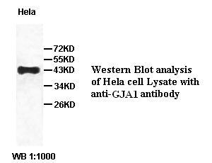 GJA1 / CX43 / Connexin 43 Antibody