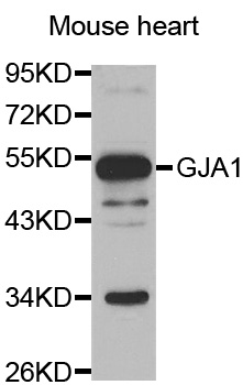 GJA1 / CX43 / Connexin 43 Antibody - Western blot analysis of extracts of Mouse heart tissue.