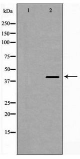 GJA1 / CX43 / Connexin 43 Antibody - Western blot of Connexin 43 expression in K562 cells