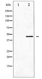 GJA1 / CX43 / Connexin 43 Antibody - Western blot of Connexin 43 expression in PMA treated K562 whole cell lysates,The lane on the left is treated with the antigen-specific peptide.