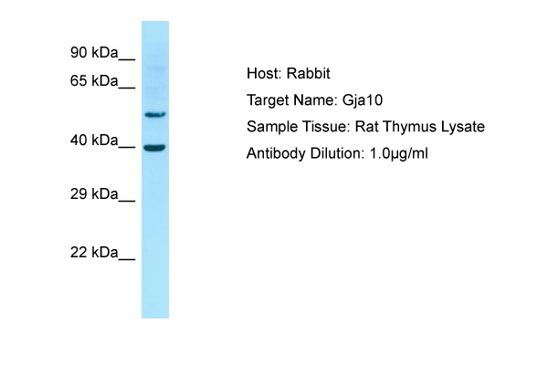 GJA10 / CX62 / Connexin 62 Antibody -  This image was taken for the unconjugated form of this product. Other forms have not been tested.