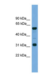 GJA10 / CX62 / Connexin 62 Antibody - GJA10 antibody Western blot of Mouse Heart lysate. This image was taken for the unconjugated form of this product. Other forms have not been tested.