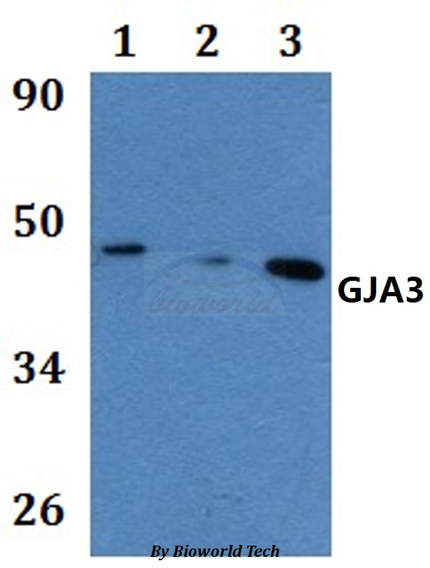 GJA3 / CX46 / Connexin 46 Antibody - Western blot of GJA3 antibody at 1:500 dilution. Lane 1: HEK293T whole cell lysate. Lane 2: Raw264.7 whole cell lysate. Lane 3: H9C2 whole cell lysate.
