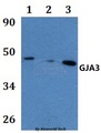 GJA3 / CX46 / Connexin 46 Antibody - Western blot of GJA3 antibody at 1:500 dilution. Lane 1: HEK293T whole cell lysate. Lane 2: Raw264.7 whole cell lysate. Lane 3: H9C2 whole cell lysate.