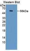 GJA4 / CX37 / Connexin 37 Antibody - Western blot of GJA4 / CX37 / Connexin 37 antibody.
