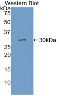 GJA4 / CX37 / Connexin 37 Antibody - Western blot of recombinant GJA4 / CX37 / Connexin 37.  This image was taken for the unconjugated form of this product. Other forms have not been tested.