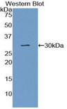 GJA4 / CX37 / Connexin 37 Antibody - Western blot of recombinant GJA4 / CX37 / Connexin 37.  This image was taken for the unconjugated form of this product. Other forms have not been tested.