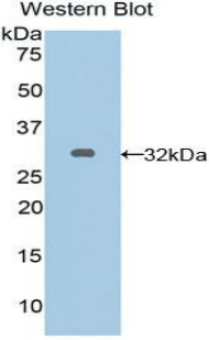 GJA5 / CX40 / Connexin 40 Antibody - Western blot of recombinant GJA5 / CX40 / Connexin 40.  This image was taken for the unconjugated form of this product. Other forms have not been tested.