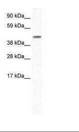 GJA5 / CX40 / Connexin 40 Antibody - Fetal lung Lysate.  This image was taken for the unconjugated form of this product. Other forms have not been tested.