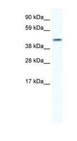 GJA5 / CX40 / Connexin 40 Antibody - GJA5 / Connexin 40 antibody Western blot of Fetal lung lysate. This image was taken for the unconjugated form of this product. Other forms have not been tested.