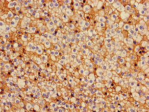 GJA5 / CX40 / Connexin 40 Antibody - Immunohistochemistry image of paraffin-embedded human adrenal gland tissue at a dilution of 1:100
