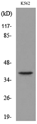 GJA5 / CX40 / Connexin 40 Antibody - Western blot analysis of lysate from K562 cells, using GJA5 Antibody.