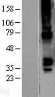 GJA5 / CX40 / Connexin 40 Protein - Western validation with an anti-DDK antibody * L: Control HEK293 lysate R: Over-expression lysate