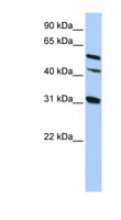 GJA8 / CX50 / Connexin 50 Antibody - GJA8 antibody Western blot of HepG2 cell lysate. This image was taken for the unconjugated form of this product. Other forms have not been tested.